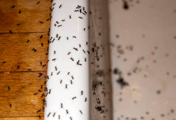 Best Ant Control Services  in Shavertown, PA