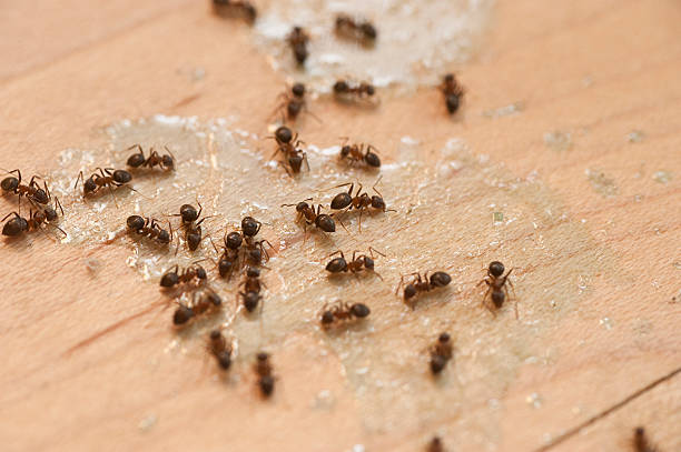 Best Pest Control for Homes  in Shavertown, PA